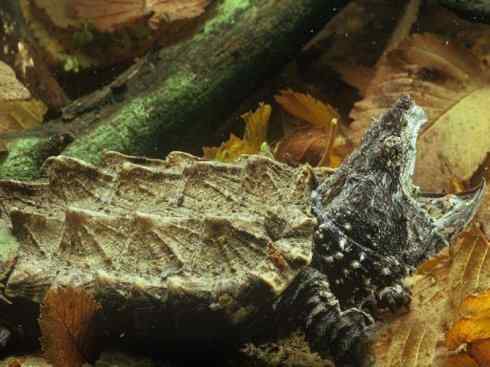 玄武：传说的兽原型探秘（鳄龟）