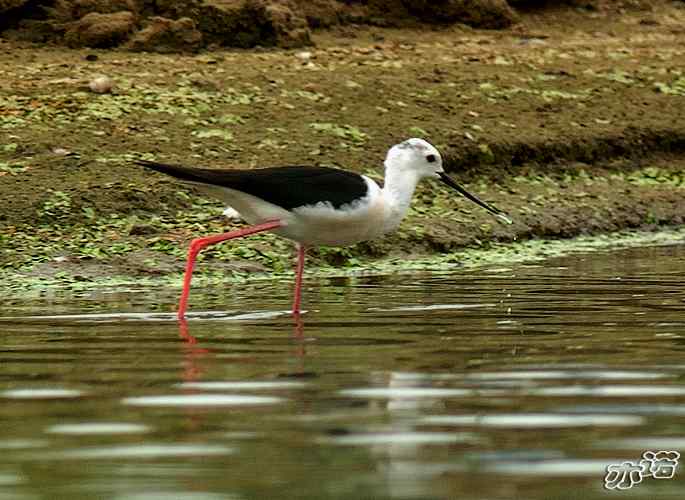 北京沙河&nbsp;wbr路&nbsp;wbr黑翅长脚鹬和扇尾沙锥