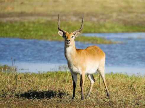 麒麟：传说的兽原型探秘（马羚）