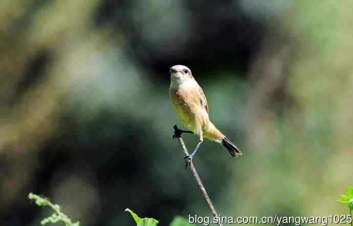 雌性黑喉石鵖（5）