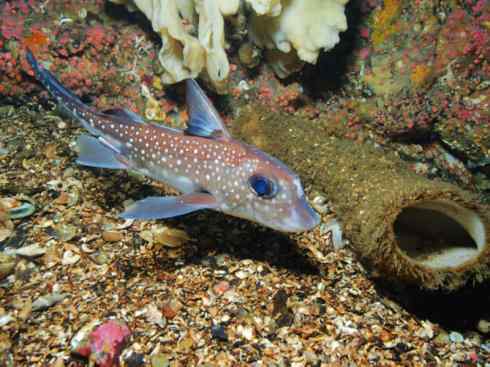 鱼类活化石：银鲛