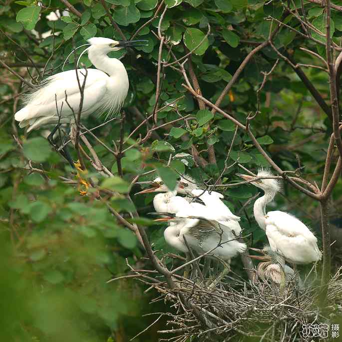 小白鹭与小夜鹭