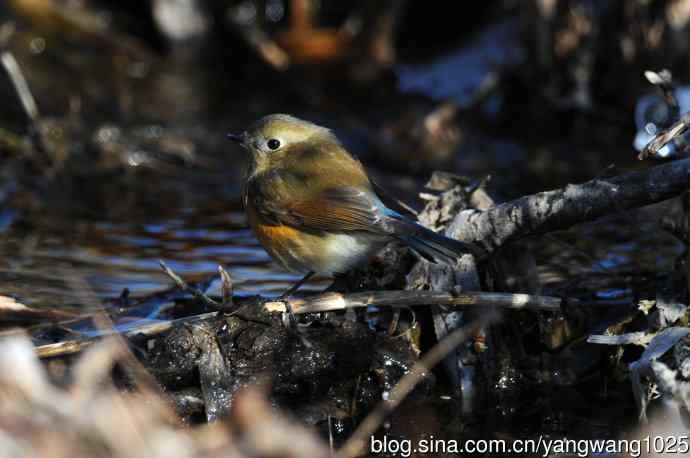 雌性红胁蓝尾鸲(35)