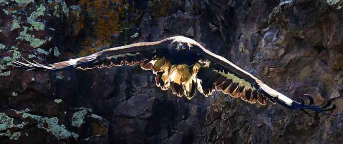 【金雕&nbsp;扑面而来】