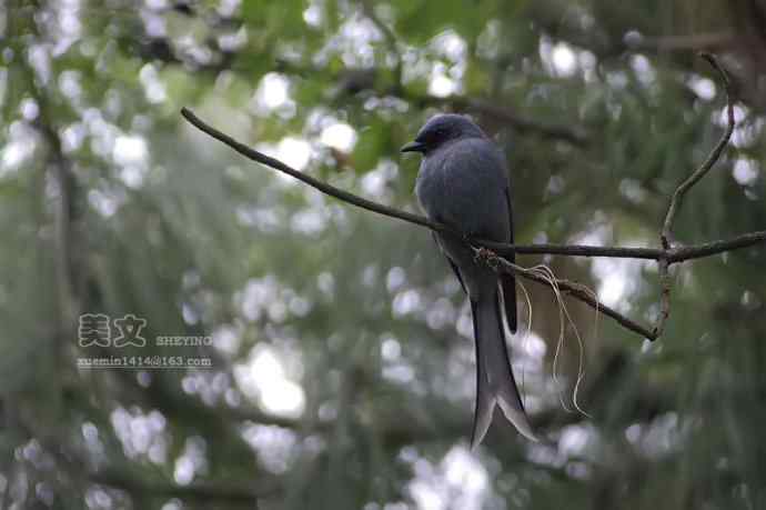 四川西昌鸟类摄影——灰卷尾