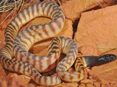 龙:传说的兽原型探秘(树蟒类) 龙:传说的兽原型探秘(树蟒类)