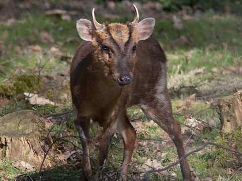 麒麟：传说的兽原型探秘（麂）