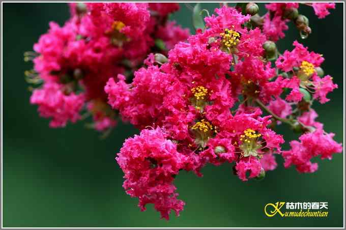 忙中偷闲拍只鸟【照片】