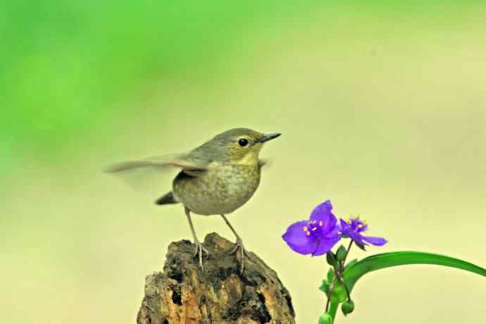 雌性蓝歌鸲与紫露草(1) 雌性蓝歌鸲与紫露草(1)