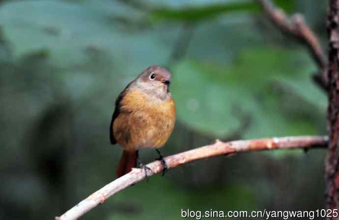 雌性北红尾鸲（10）
