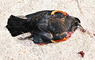 美国阿肯色州2000只红翅黑鹂死鸟从天而降