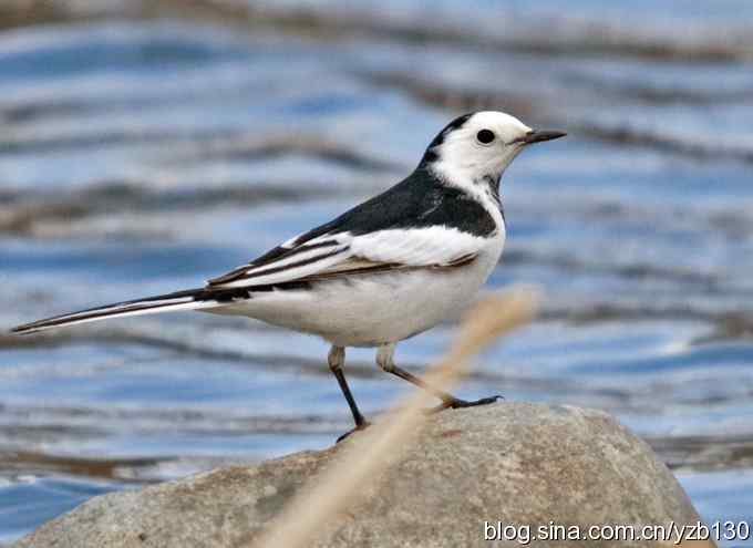 春节过后首次擦枪(组图)