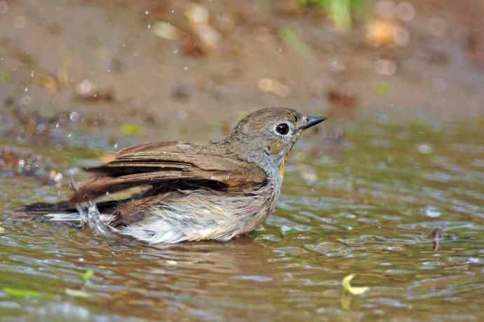 雄性红喉姬鹟（8）
