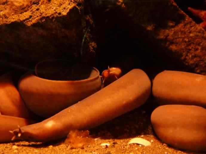 鱼类活化石：盲鳗