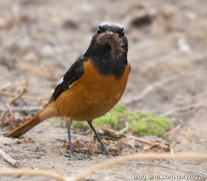 北红美餐（组图）
