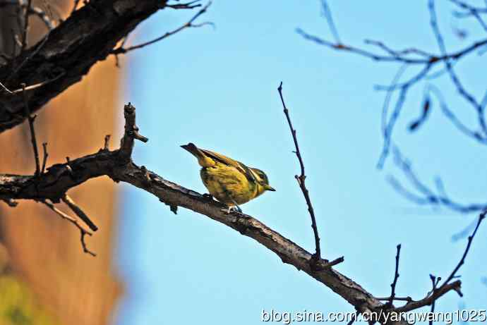 北京万源路小花园的鸟类——黄腹山雀(5)