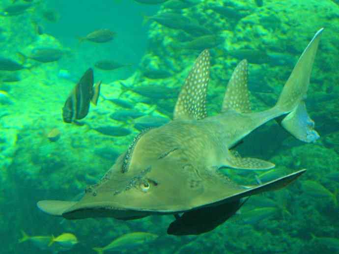 鱼类活化石：锯鳐