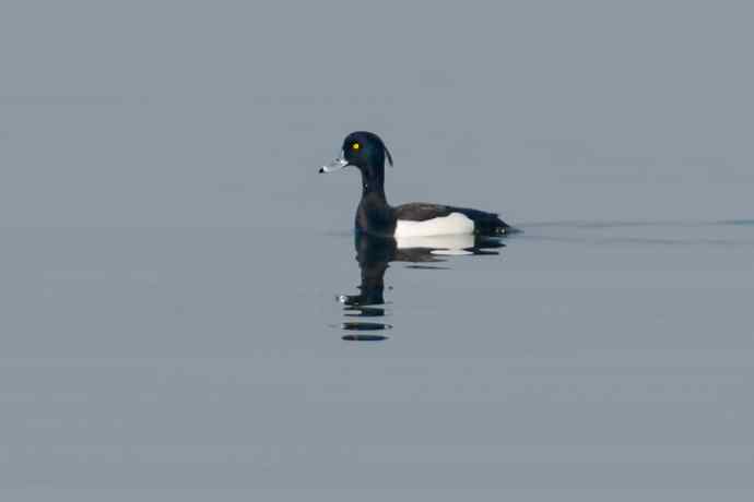 【新鸟】记录凤头潜鸭