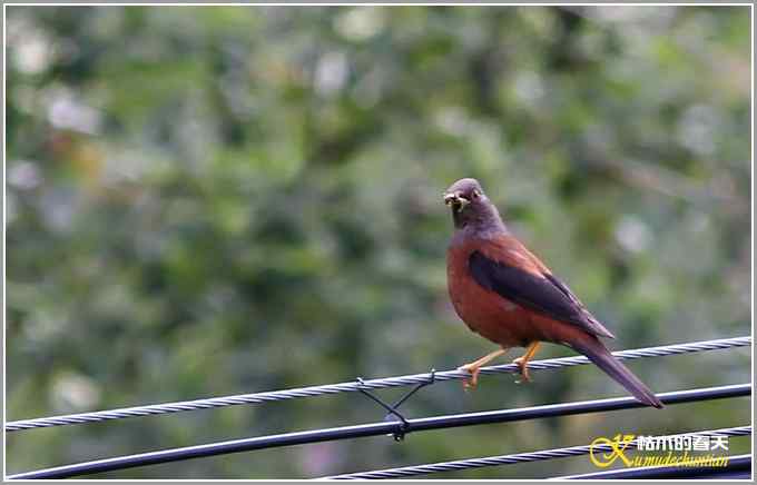 川西高原行•拍鸟【照片】 川西高原行•拍鸟【照片】