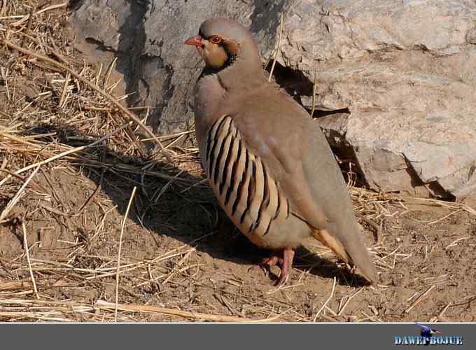 龙年鸡翔：初四拍石鸡