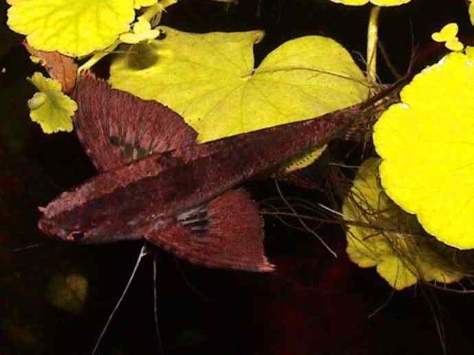 鱼类活化石:齿蝶鱼 鱼类活化石:齿蝶鱼