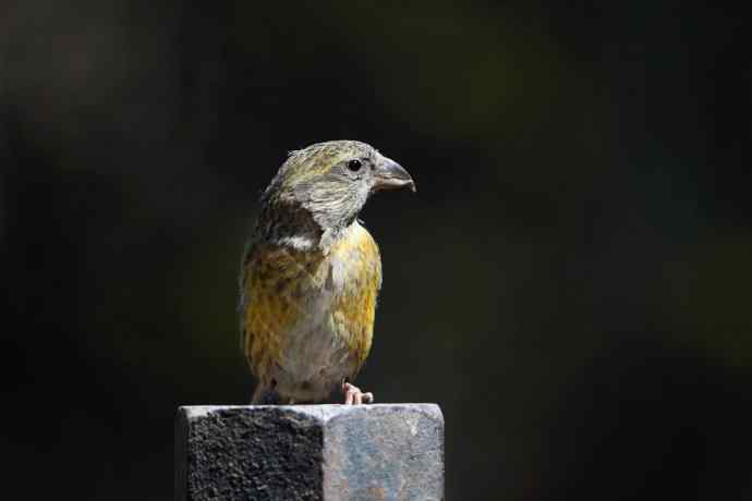 【罕见白翅交嘴雀】