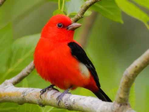 极品红色鸟类：猩红比蓝雀