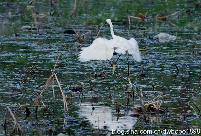 小白鹭黄昏捕鱼 小白鹭黄昏捕鱼