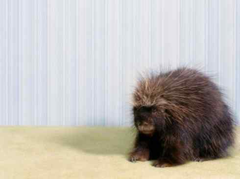 动物世界：山寨还是原创之二