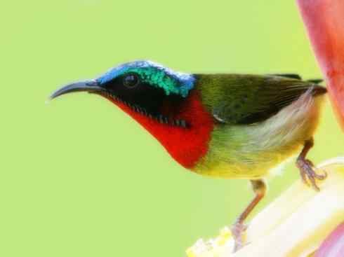 美丽无罪：雀鸟之太阳鸟