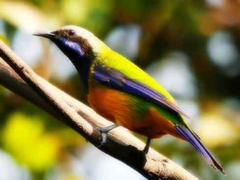 美丽无罪：雀鸟之叶鹎