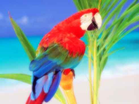 家禽驯化之源之七