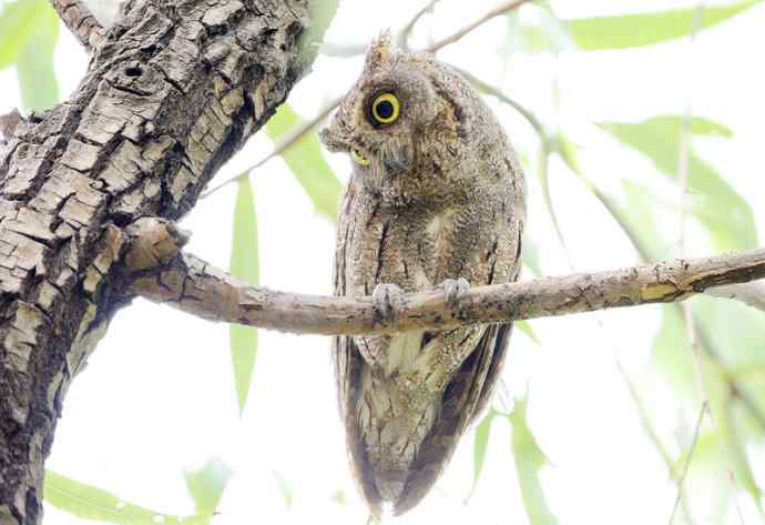 站岗放哨保母子平安的猫头鹰爸爸