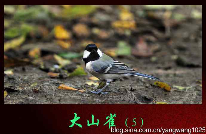 北京天坛公园的鸟类——大山雀（5）