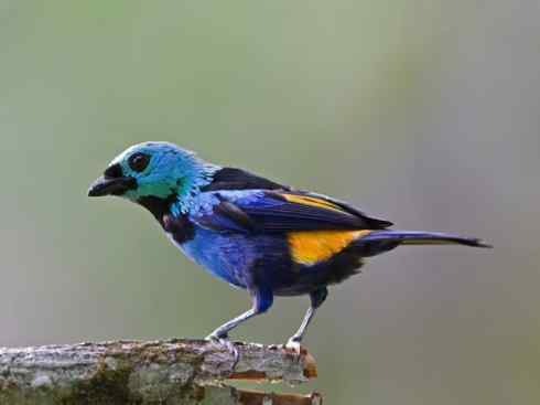 极品红色鸟类：玫红比蓝雀