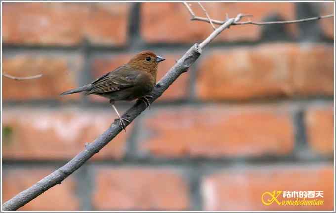 蓝鹀&bull;方尾鶲&bull;柳莺&bull;棕脸鶲莺&bull;戴胜【照片】