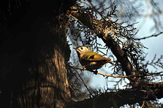 柏树丛中的戴菊 wbr1