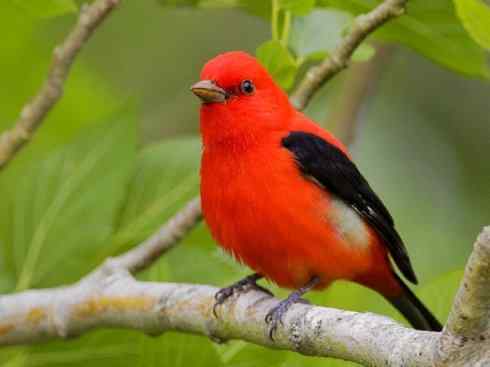 极品红色鸟类：猩红比蓝雀