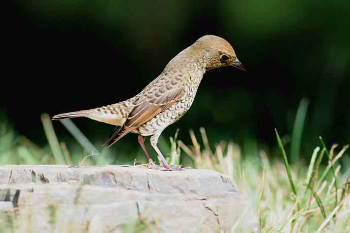 【新鸟】白喉矶鸫（雌）