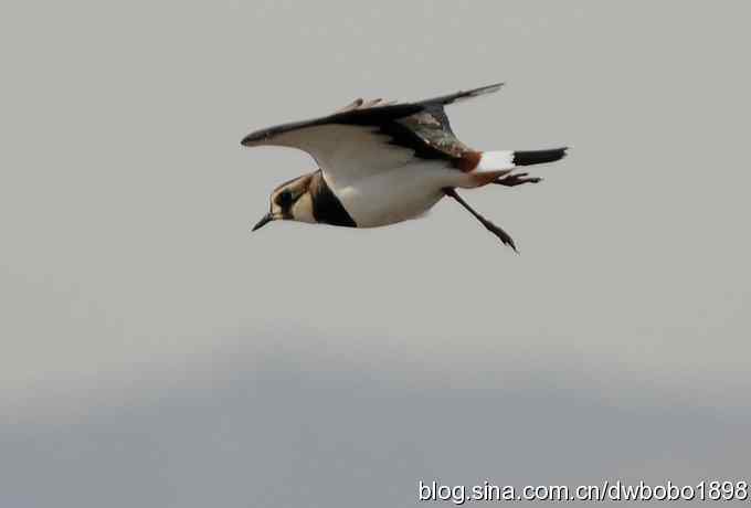 飞翔的凤头麦鸡