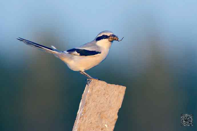 野鸭湖的楔尾伯劳吃什么? 野鸭湖的楔尾伯劳吃什么?