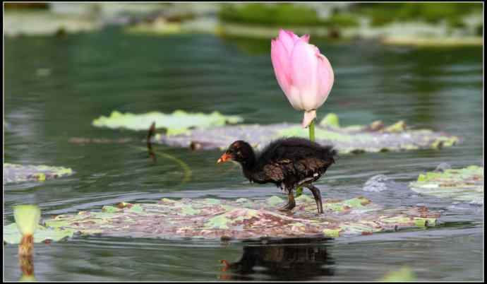 青年黄苇鳽和青年黑水鸡