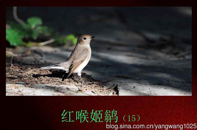 北京天坛公园的鸟类——红喉姬鹟（15）