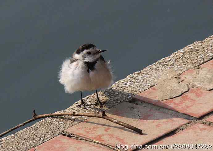 151.圣诞节送上12月份拍新鸟