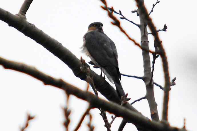 北京植物园赏鸟(九),雀鹰(组图)