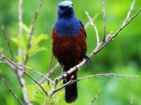 美丽无罪:雀鸟之矶鸫 美丽无罪:雀鸟之矶鸫