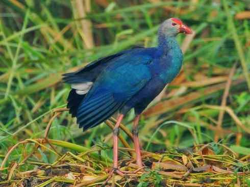 奇特的盔：紫水鸡