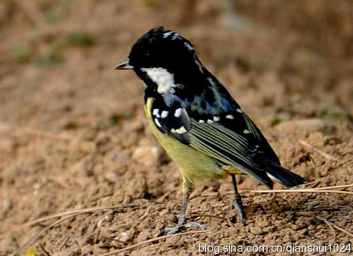 黄腹山雀.麻雀.红胁蓝尾鸲