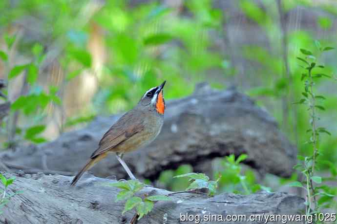 雄性红喉歌鸲（19）