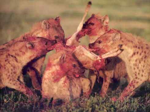 狈：传说的兽原型探秘（鬣狗）